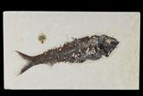Fossil Fish (Knightia) - Green River Formation #113994-1